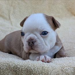 Boomer - Lilac male Boston Terrier puppy in Perry, Oklahoma from Sitsler Bostons