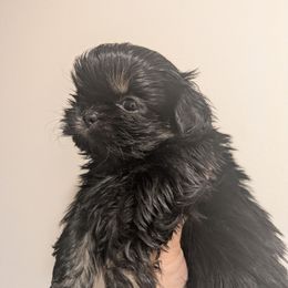 Dobie Girl 3 - Black and tan female Shih Tzu puppy in Surry, Maine from McKayla Hairston