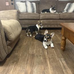 Pembroke Welsh Corgi Puppies from S7 Corgis and Chaos