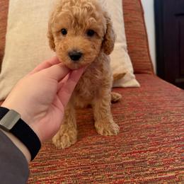 Oakley - Cream male Poodle puppy in Chesnee, South Carolina from Megan’s Spoiled Standards