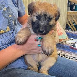 Boy 1 - Wheaten male Soft Coated Wheaten Terrier puppy in Dragoon, Arizona from Wild West Wheatens