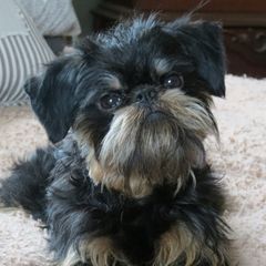 Missy - Brussels Griffon