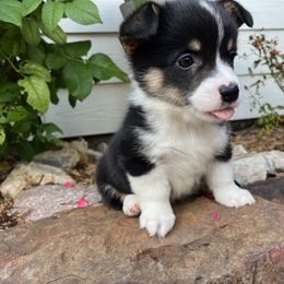 Pembroke Welsh Corgi Puppies from Rocky field Corgis