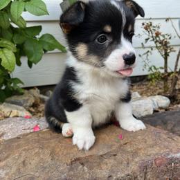 Pembroke Welsh Corgi Puppies from Rocky field Corgis