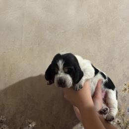 Boy 2 - male Basset Hound puppy in Tonkawa, Oklahoma from Lazy Daisy Basset Hounds