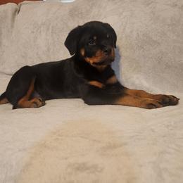 Rottweiler puppies from Hicks Farms Rottweilers