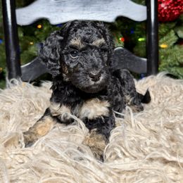 Prancer - Tri-color female Bernedoodle puppy in Tyner, Kentucky from Good Dog Doodles