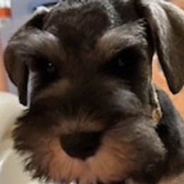 Boy 5 - Salt and pepper Miniature Schnauzer puppy in Silver Spring, Maryland from Casablanca Miniature Schnauzers