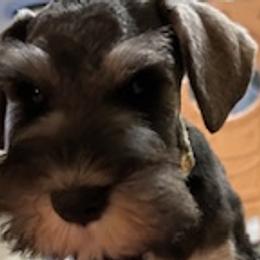 Boy 5 - Salt and pepper Miniature Schnauzer puppy in Silver Spring, Maryland from Casablanca Miniature Schnauzers