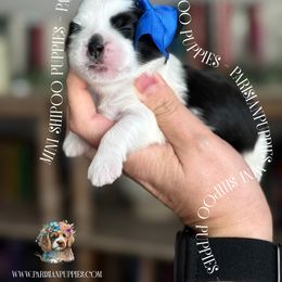Juniper - Black and white female Shihpoo puppy in Spring Hill, Florida from Parisian Puppies