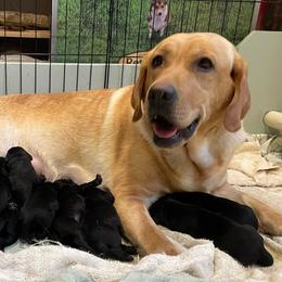 Boy 1 - Black male Labrador Retriever puppy in Arlington, Iowa from Uncle Bucks Labrador Retrievers