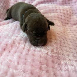 Blue collar chocolate male - Chocolate male Labrador Retriever puppy in Gainesville, Georgia from Rucker Retrievers
