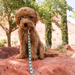 Goldendoodle and Golden Retriever Puppies from Utah Goldens