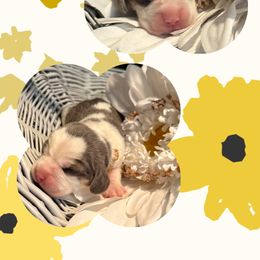 White Collar - Blue tan and white male Beagle puppy in Viper, Kentucky from Mountain Top