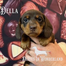 Chocolate Tootsi Roll - Chocolate and tan female Dachshund puppy in Rainier, Oregon from Doxies in Wonderland