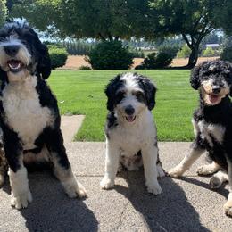 Bernedoodles from Beavercreek Bernedoodles