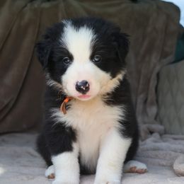 Charlie - Black Male - Black male Border Collie puppy in Courtland, Alabama from C Bar C Ranch Border Collies