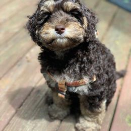 Australian Labradoodle Puppies from Charlotte Labradoodles
