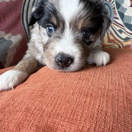 Maverick - Blue merle male Miniature Australian Shepherd puppy in Romney, West Virginia from South Branch Mini Aussies