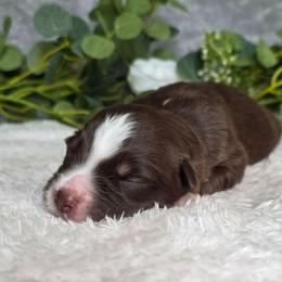 Reesie - Red tri-color female Australian Shepherd puppy in Summerville, South Carolina from Flowertown Aussies