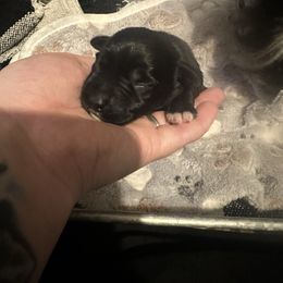 Puppy 2 - Black female Miniature Schnauzer puppy in Morehead, Kentucky from Stevens Mini Schnauzers
