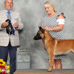 Belgian Malinois and Poodles from Bellmont Belgian Malinois