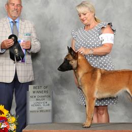 Belgian Malinois and Poodles from Bellmont Belgian Malinois