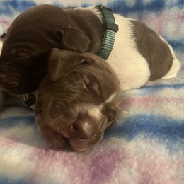 German Shorthaired Pointer and Jack Russell Terrier Puppies from Ivy Creek Kennels