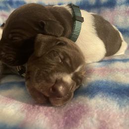 German Shorthaired Pointer and Jack Russell Terrier Puppies from Ivy Creek Kennels