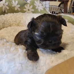 Kane - Sable and white male Shih Tzu puppy in Center Point, Iowa from Puppies in a Box Shih tzus
