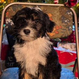 Jolly, purple girl - Black tri-color female Aussiedoodle puppy in Lexington, Oklahoma from Long Doggy Acres Miniature Dachshunds