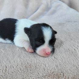 Rory - Parti female Yorkshire Terrier puppy in Middleton, Idaho from Rocky Mountain Yorkies