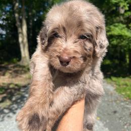 Radio - Merle male Goldendoodle puppy in New Ringgold, Pennsylvania from Hawk Mountain Doodles
