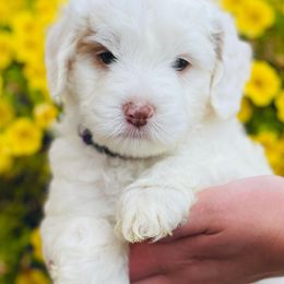Australian Labradoodle Puppies from Napa Valley Australian Labradoodles
