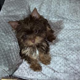 Chocolate  boy yellow - Tan and white male Yorkshire Terrier puppy in Tulsa, Oklahoma from Yorker Puppy Palace