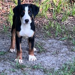 Sirri girl - Black, white and red female Greater Swiss Mountain Dog puppy in Gainesville, Florida from Ambermoon Kooikerhondje Blackamber Greater Swiss Mountain Dogs