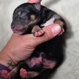 Freddy - Black tri-color male Australian Shepherd puppy in Salem, Oregon from Steady Aim Aussies