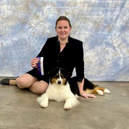 Hush - Australian Shepherd