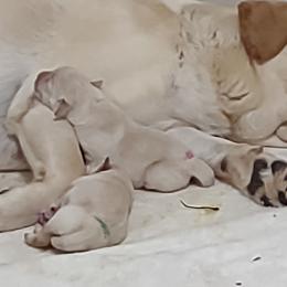 Red boy - Yellow male Labrador Retriever puppy in Nacogdoches, Texas from Westlane Dogs