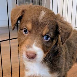 Nacho - Red tri-color male Australian Shepherd puppy in Pamplin, Virginia from Hope & Joy Acres