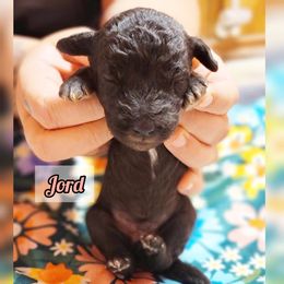 Bedlington Terrier Puppies from Dreamy Muse Bedlingtons