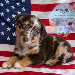 Sora - Red merle female Australian Shepherd puppy in Honeoye Falls, New York from Soaring SKKY Australian shepherds