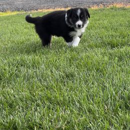 Border Collie Puppies from Pineview Farm