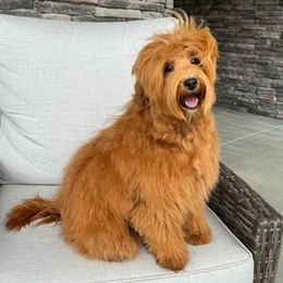Mochi - Australian Labradoodle