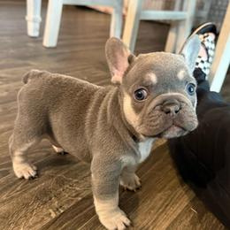 Lilac Tri Boy - Tricolors male French Bulldog puppy in Grafton, Ohio from K&J Frenchies