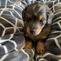 Dachshunds from PeacocksDachs