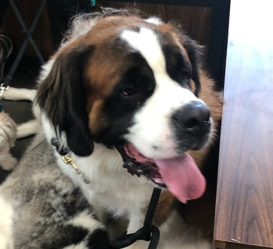 Duke - Saint Berdoodle