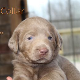 Labrador Retriever Puppies from Silver Dollar Labs