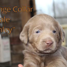 Labrador Retriever Puppies from Silver Dollar Labs