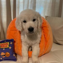 Levi - Light golden male Golden Retriever puppy in Ennis, Texas from Amberidge Golden Retrievers